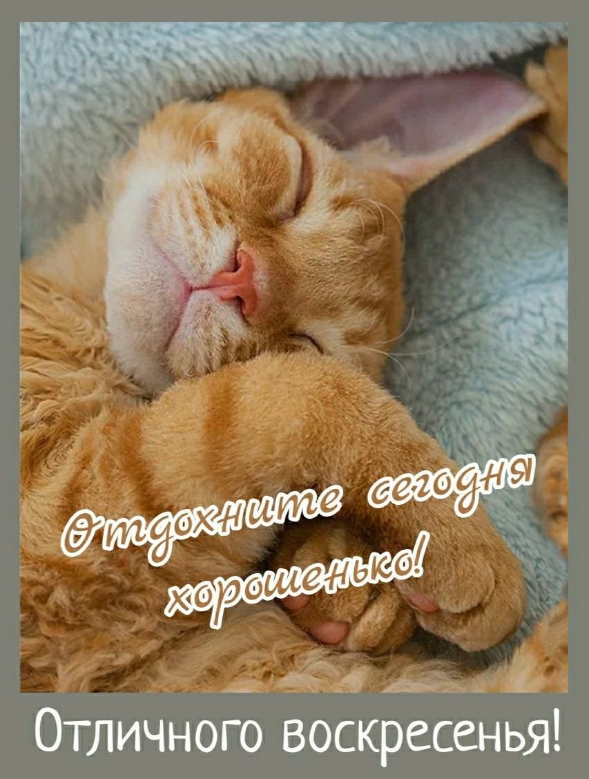 Спящие рыжие коты