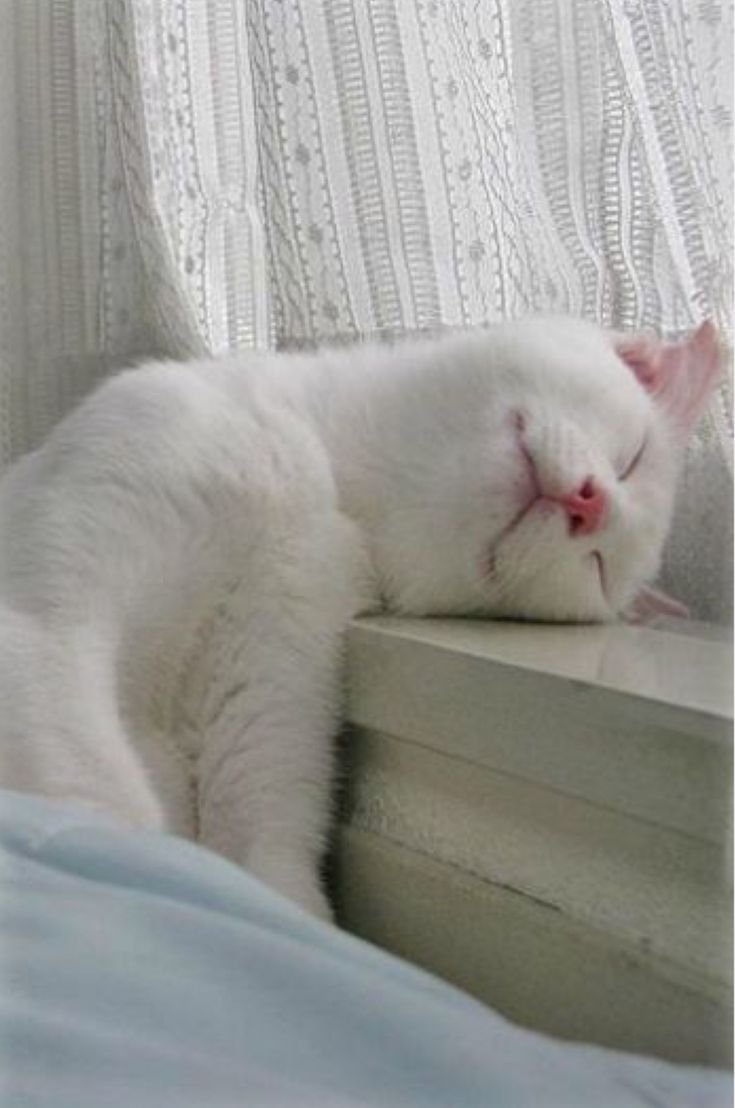 Спящий кот с высунутым языком