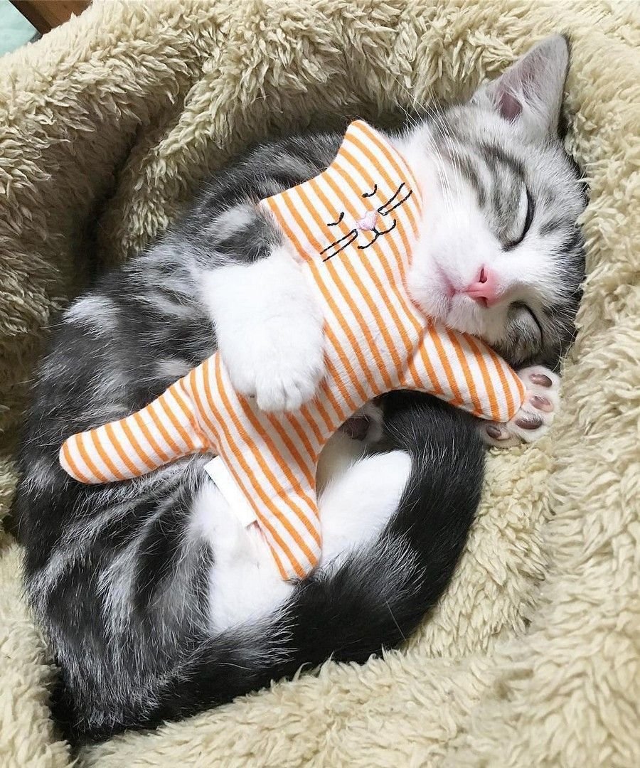 Рыжая кошка спит