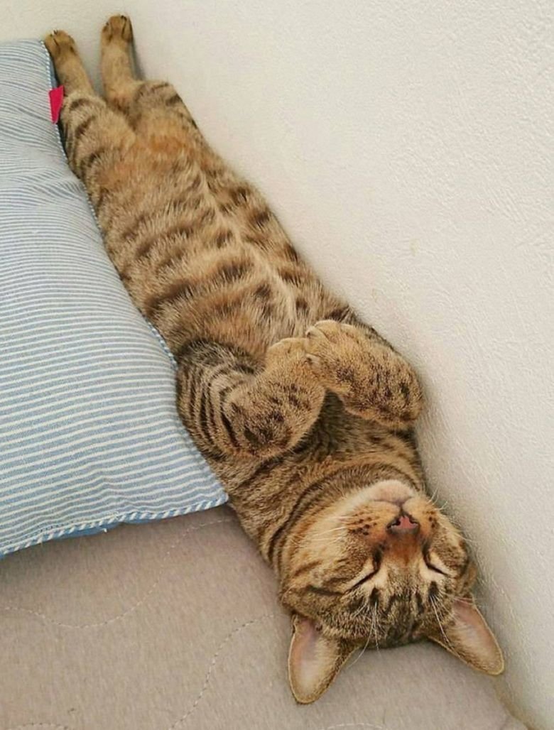 Спящие коты