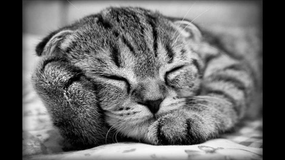 Спящий кот
