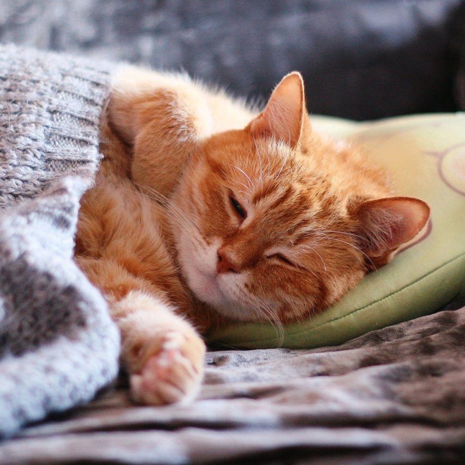 Сонный рыжий кот