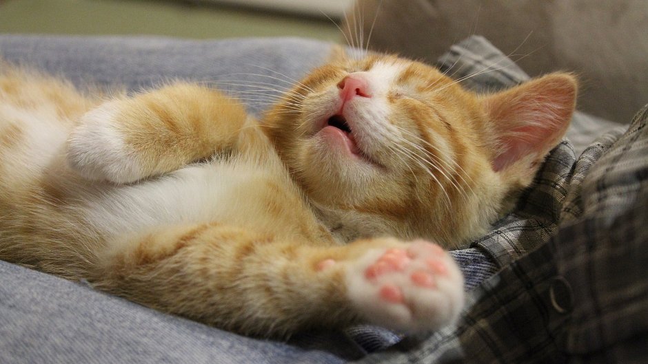 Спящий кот
