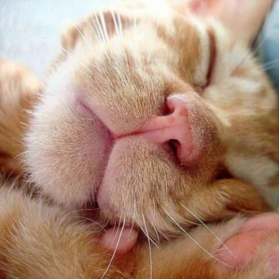 Спящий рыжий котик