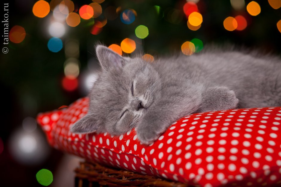 Смешно спит