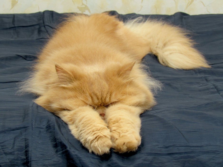 Спящий кот