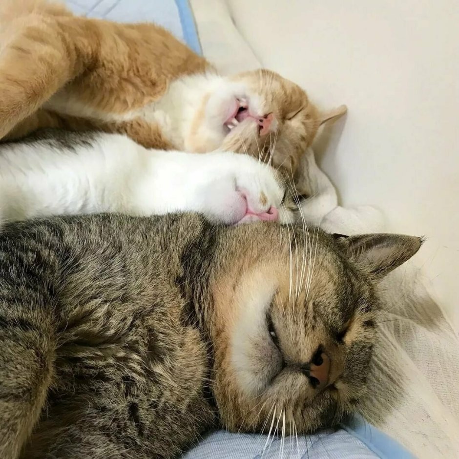 Спящие котята