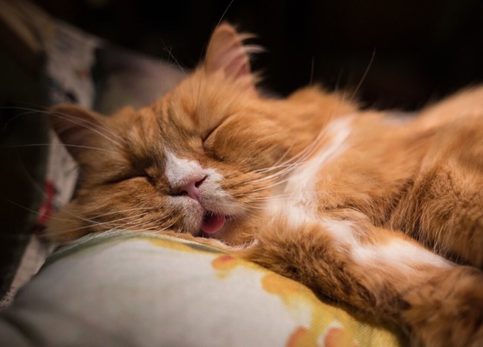 Рыжий кот спит