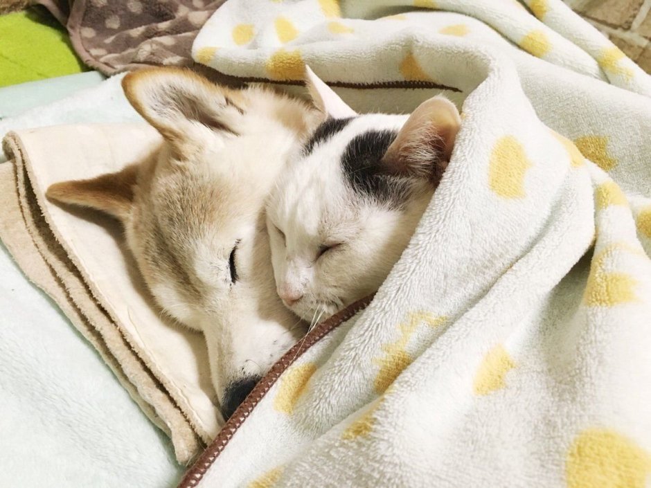 Шутки про спящую кошку