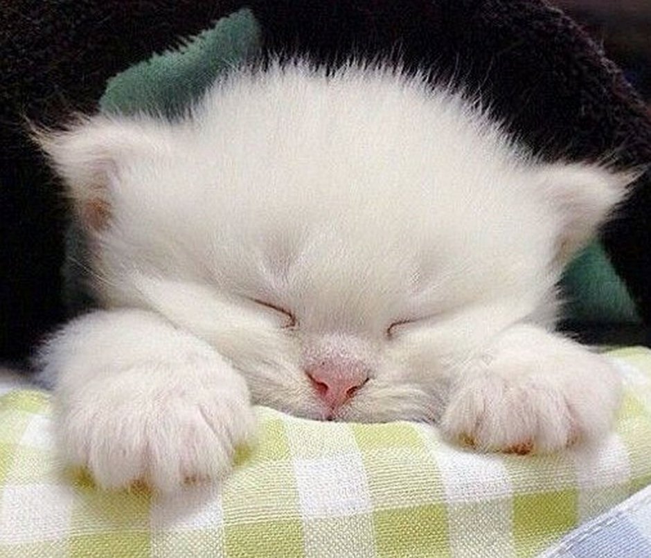 Спящие кошки