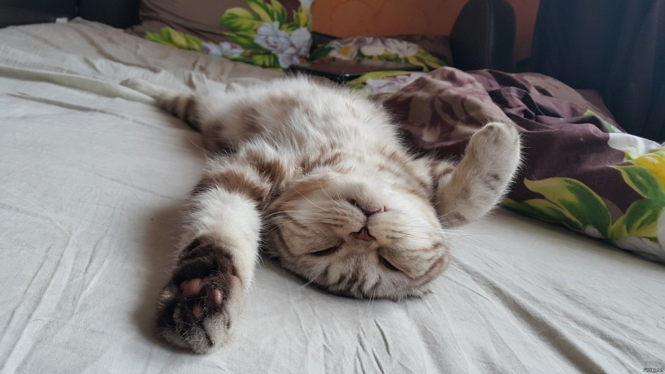 Котенок проснулся