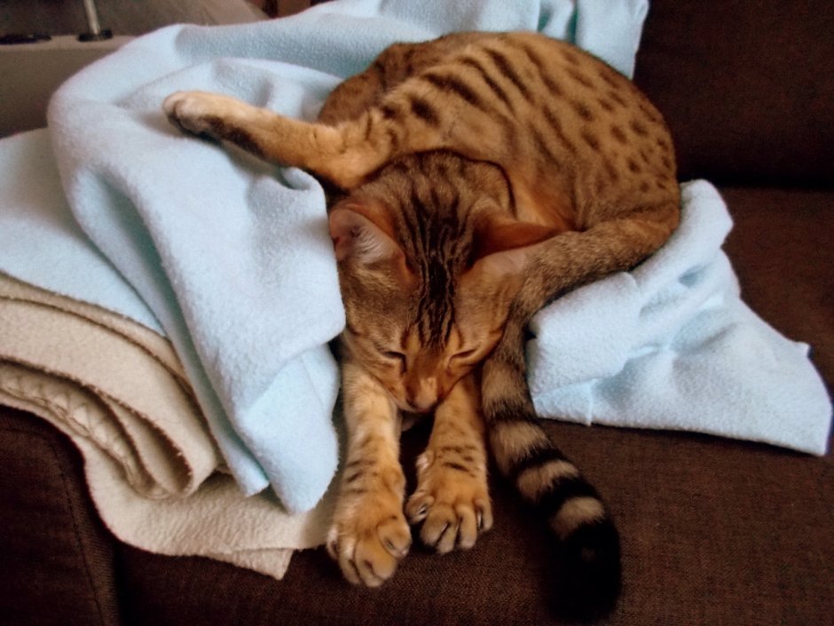 Котенок. Спокойной ночи!