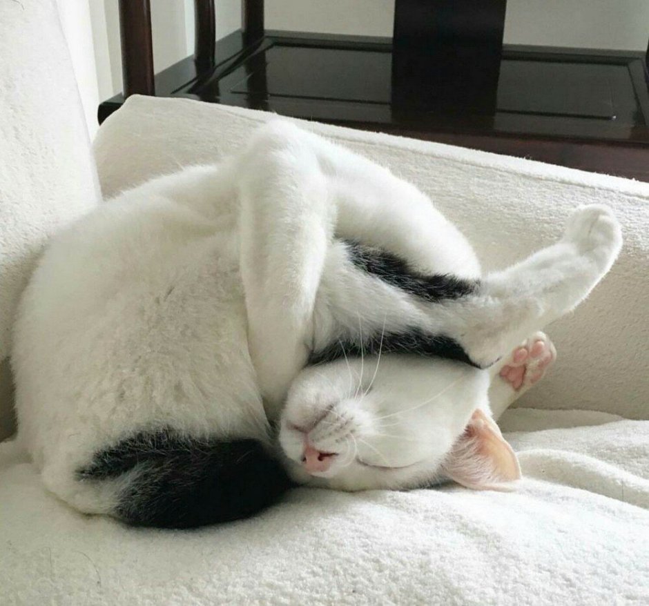 Смешно спящий кот