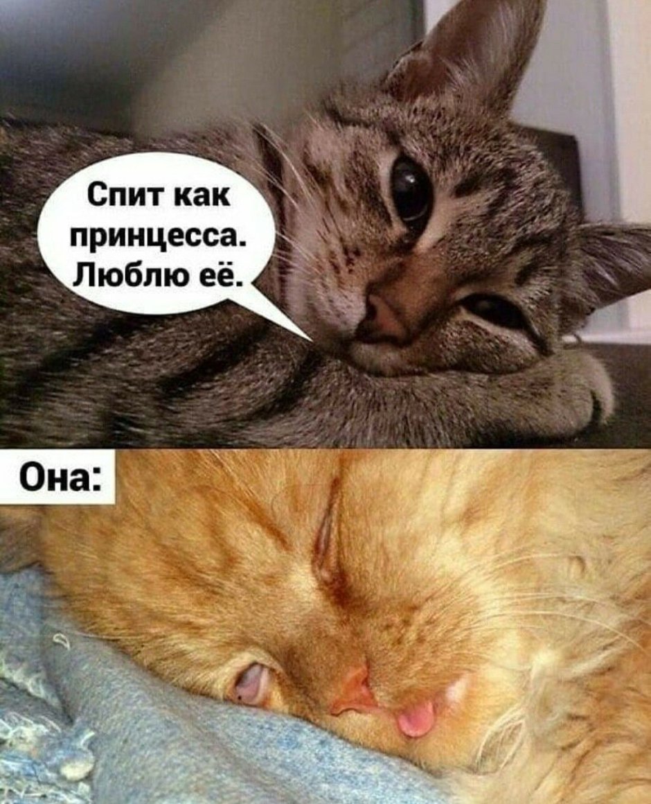 Спящий кот