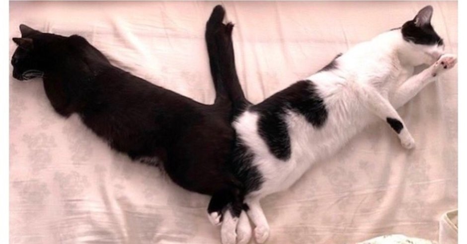 Открытка спящий котик