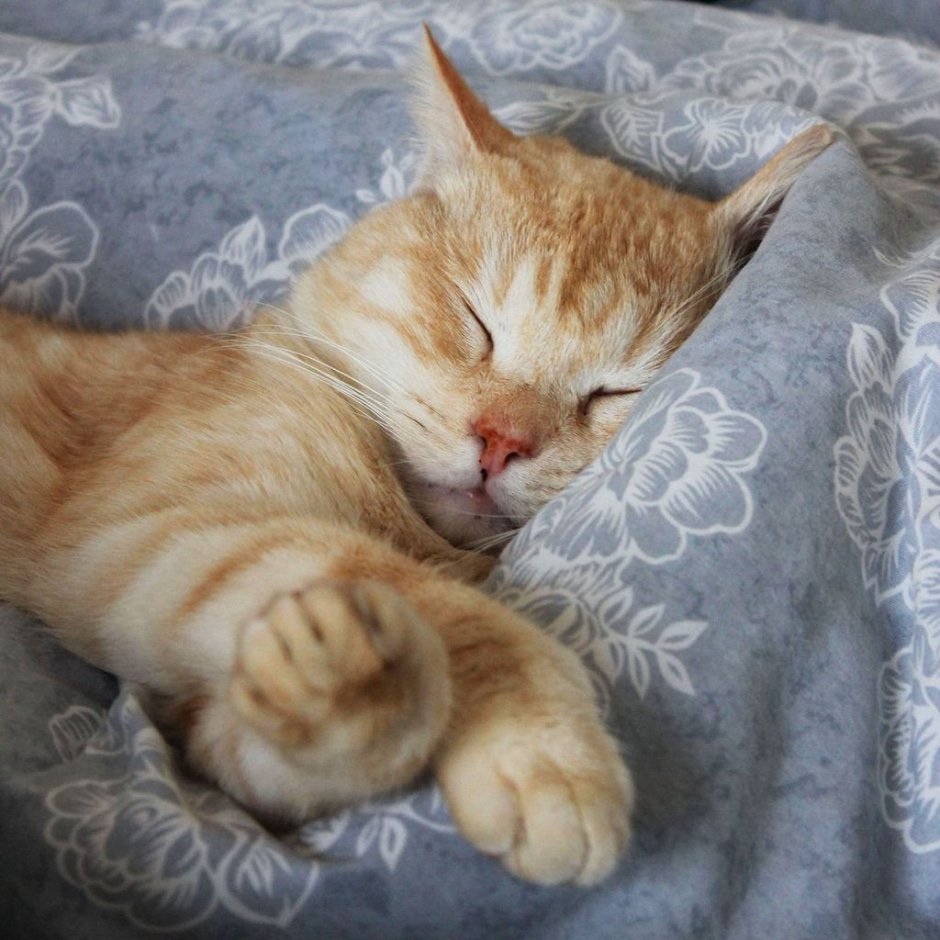 Кот спит в смешной позе