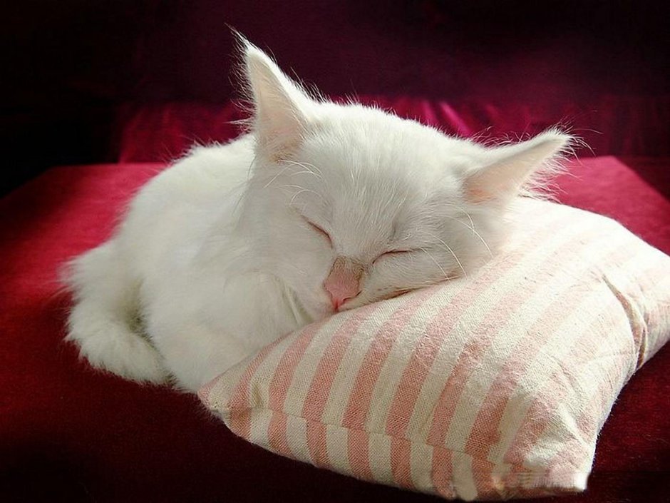 Уставший кот