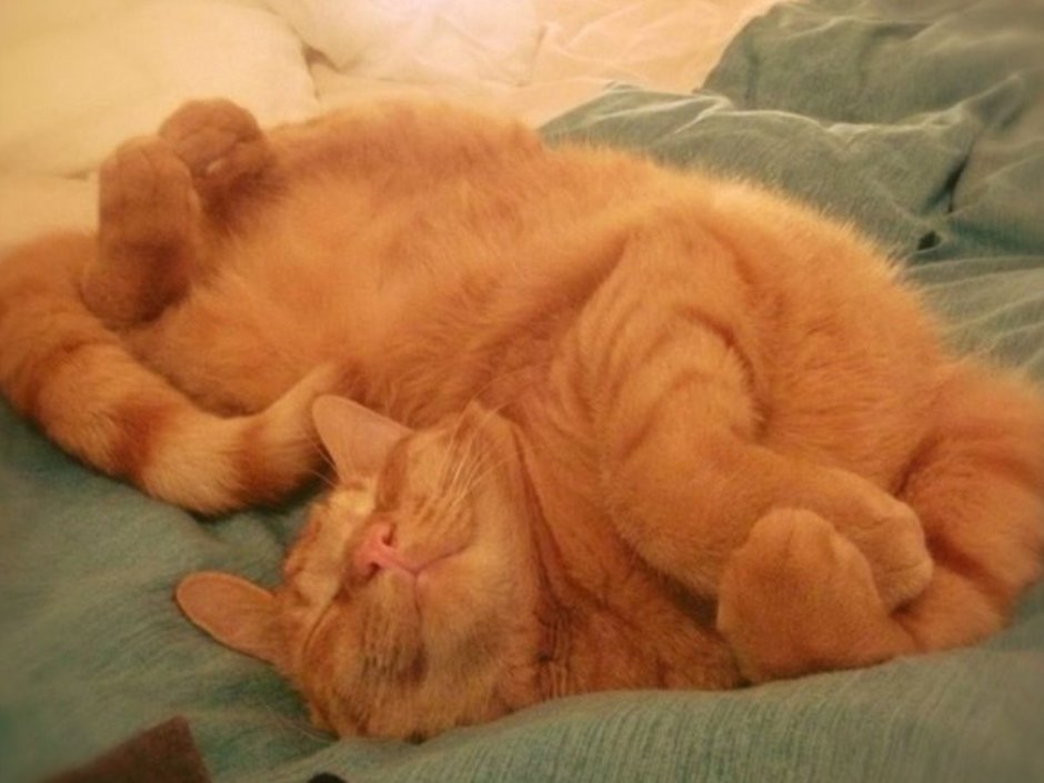 Спокойной ночи кот