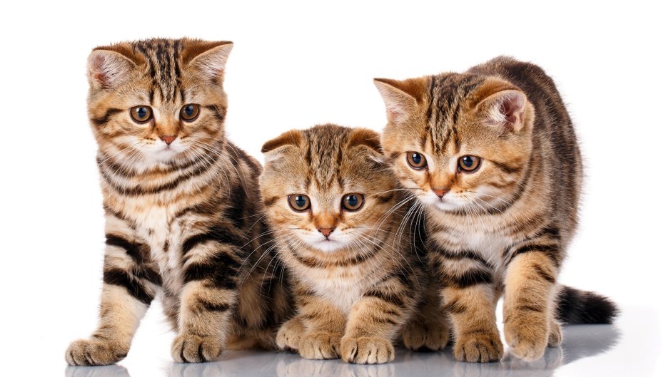 Котенок на белом фоне