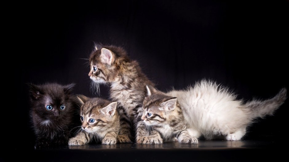 Смешные котята