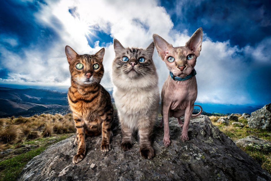 Бенгальская кошка сфинкс