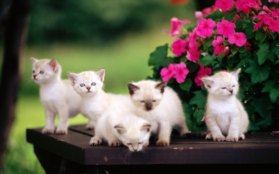 Красивые котятки