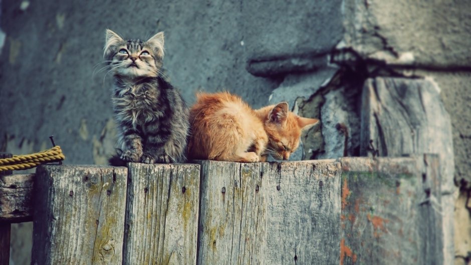 Обои с котами