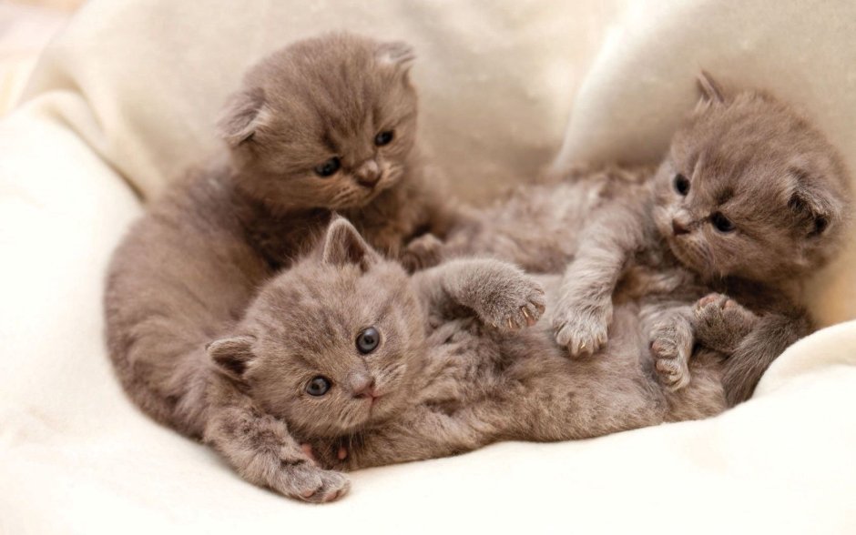 Котята фото