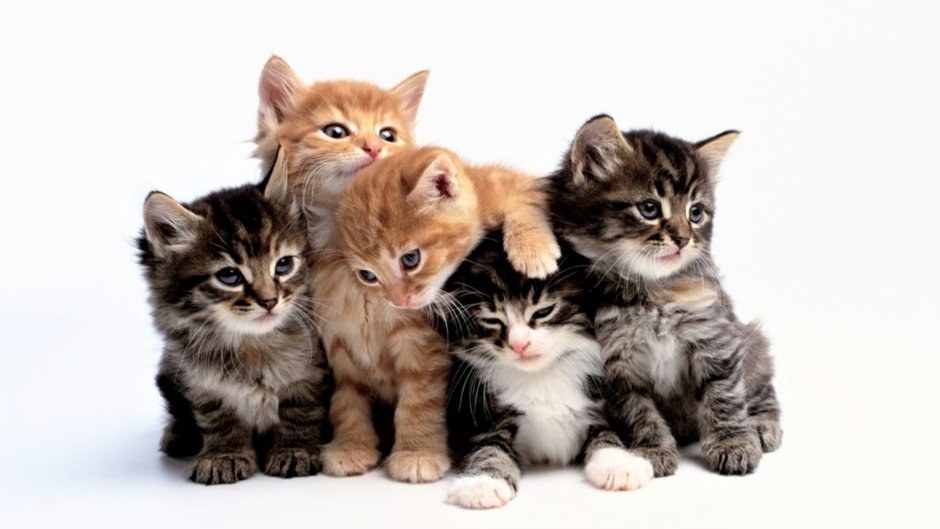 5 Котят