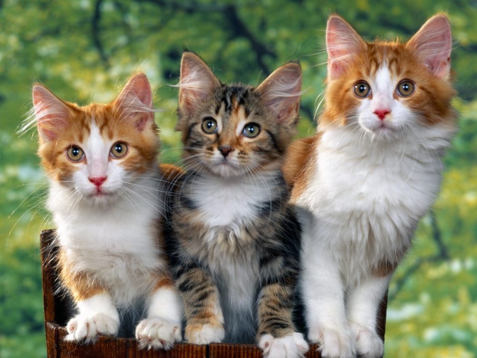 Аватарки кошки