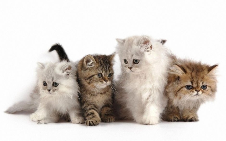 Котенок на белом фоне