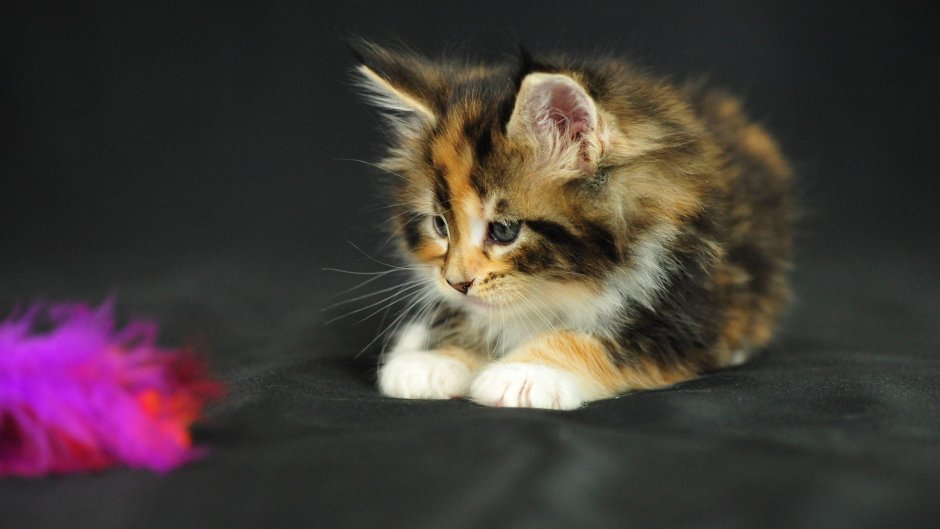 Коты веселятся