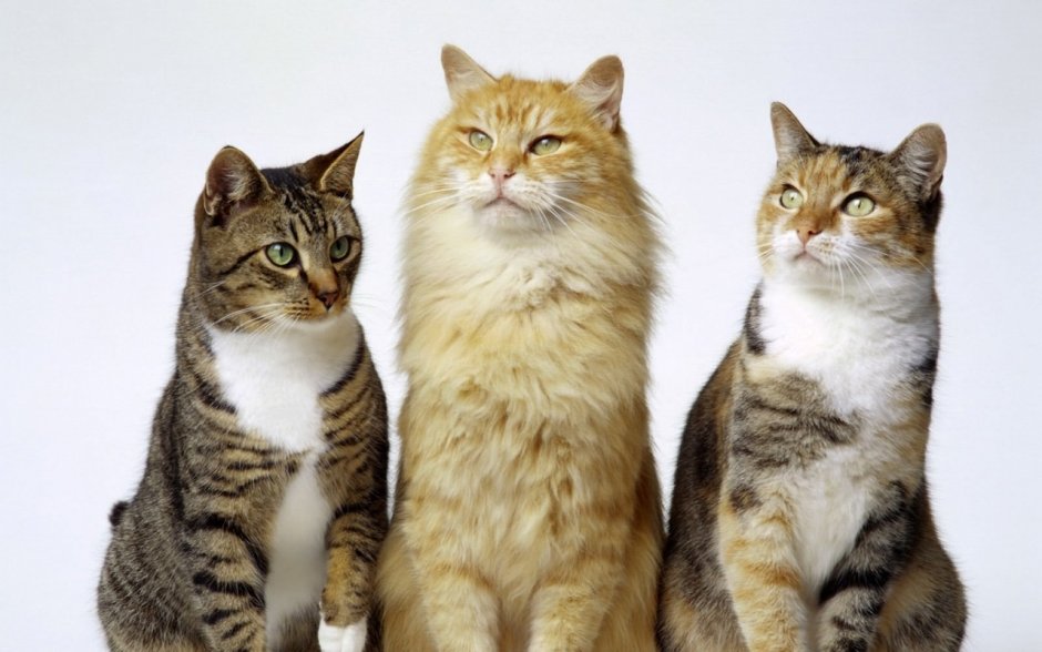 Котята фото