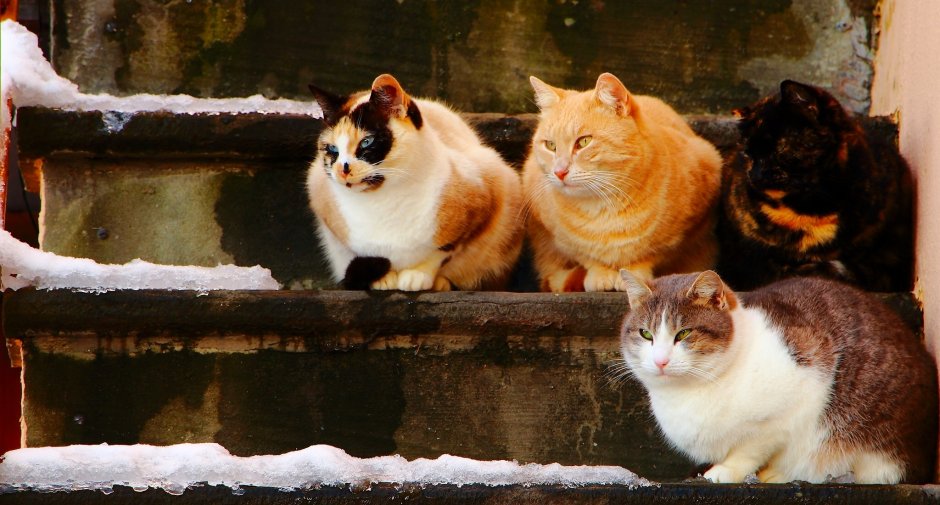 Котята в корзине