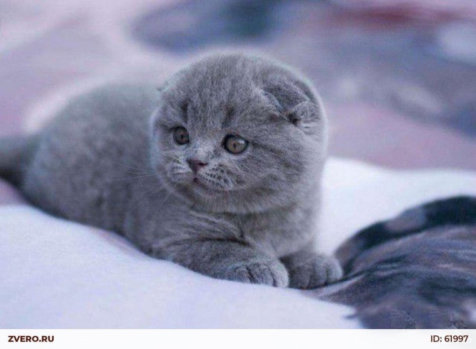 Шотландская вислоухая кошка голубая