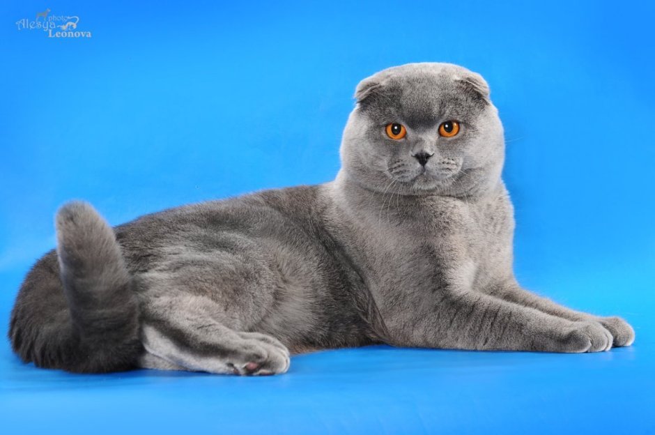 Шотландская вислоухая кошка голубая
