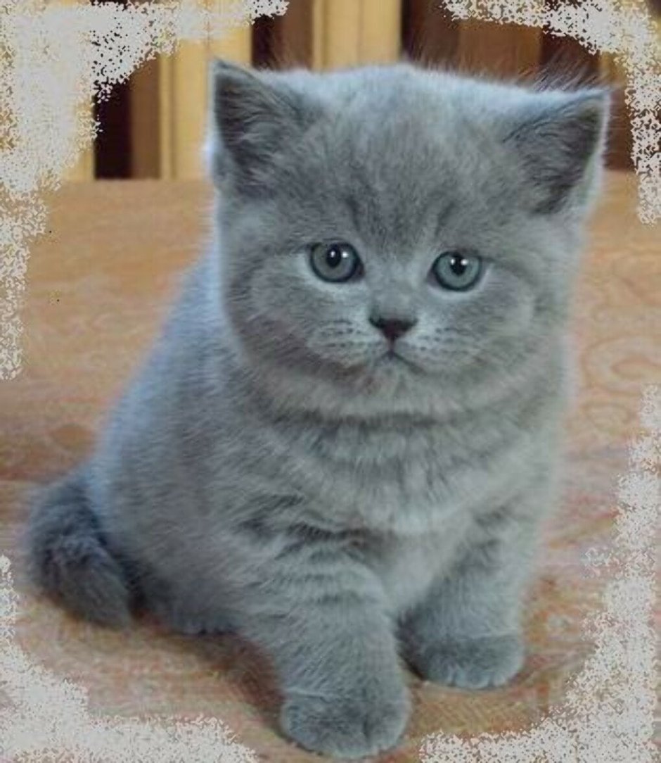 Дымчатый котенок британец