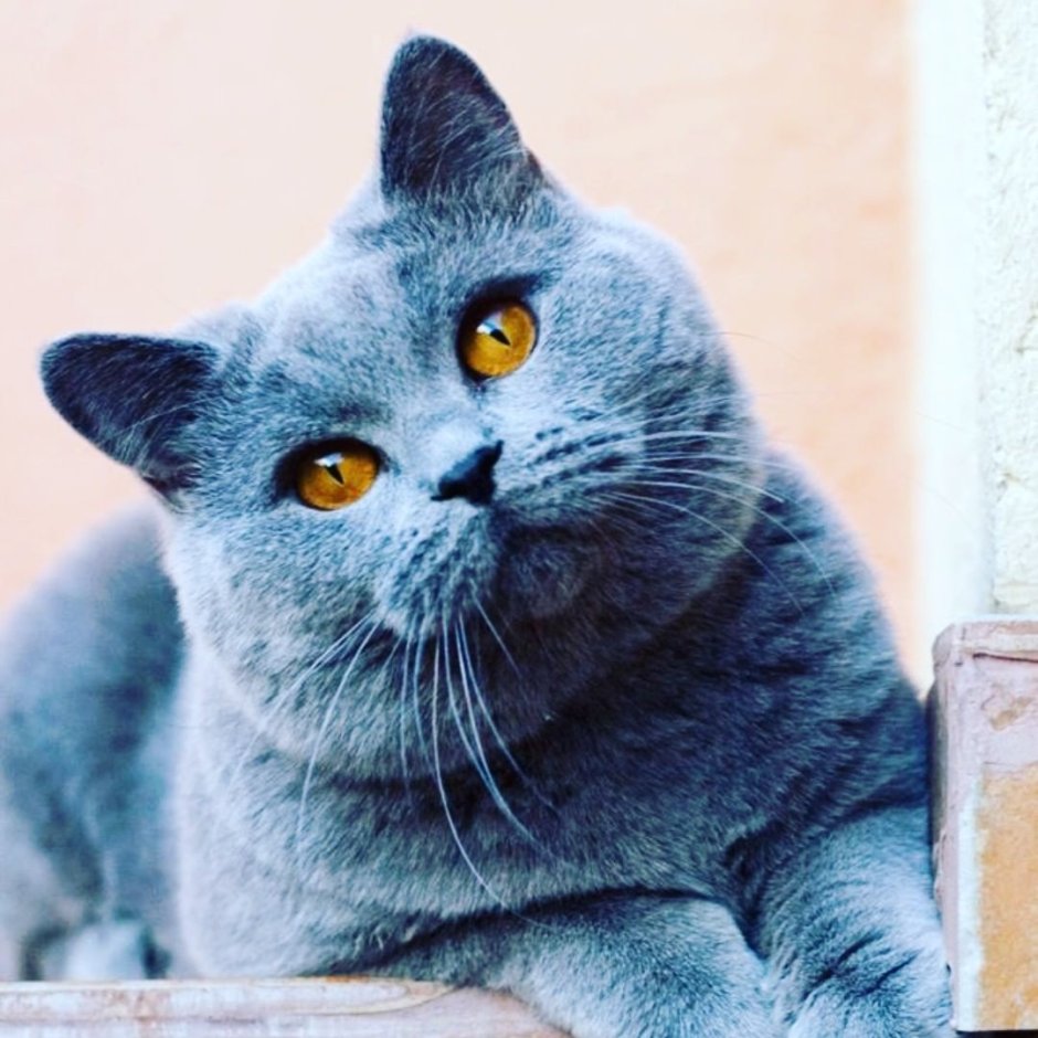 Шотландская кошка прямоухая серая
