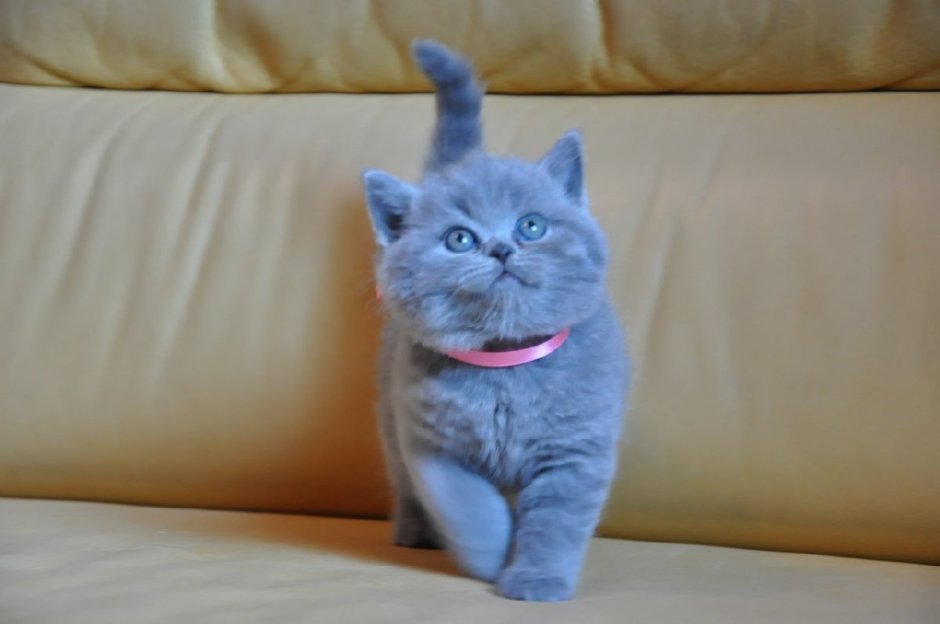Шотландцы котята вислоухие 3 месяца