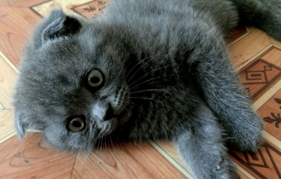 Дымчатый котенок британец