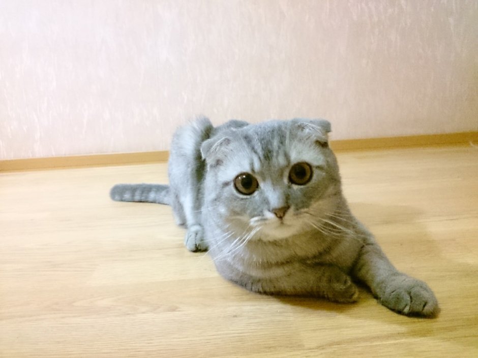 Скоттиш-фолд Шотландская вислоухая голубая