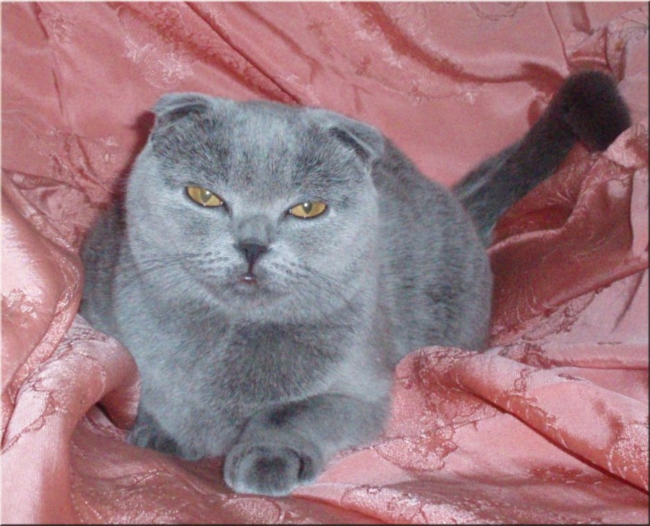 Британская короткошёрстная кошка котята