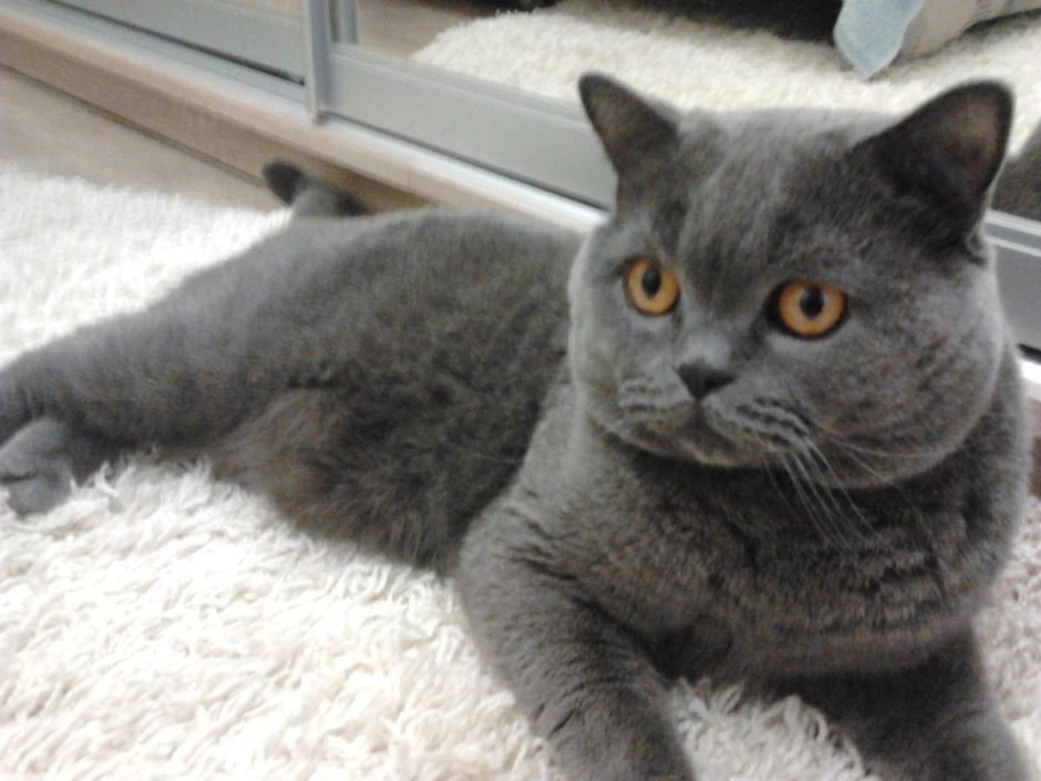 Шотландский вислоухий кот