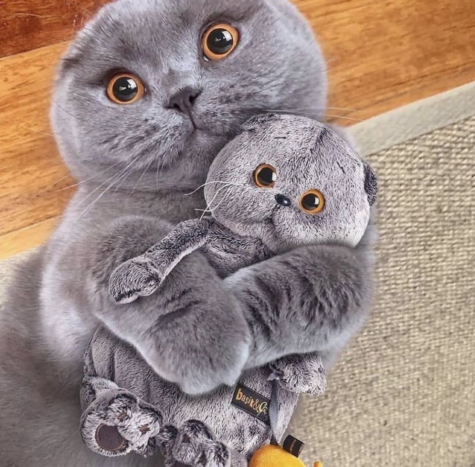 Дымчатый котенок британец