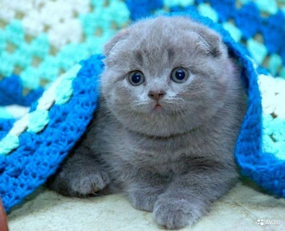 Шотландская вислоухая кошка голубая