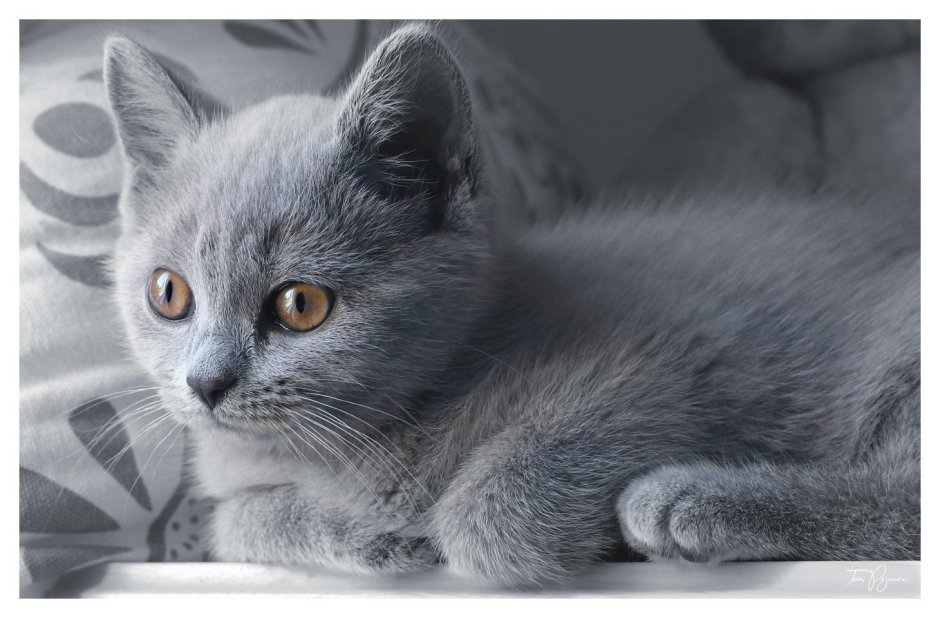 Шотландская вислоухая кошка серо белая