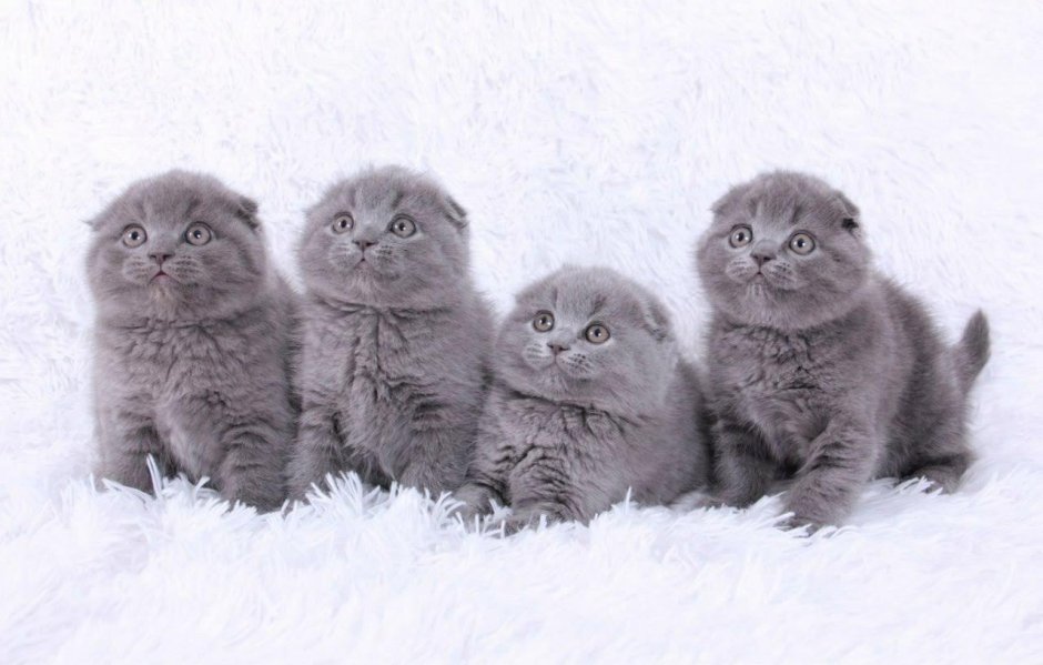 Британская кошка