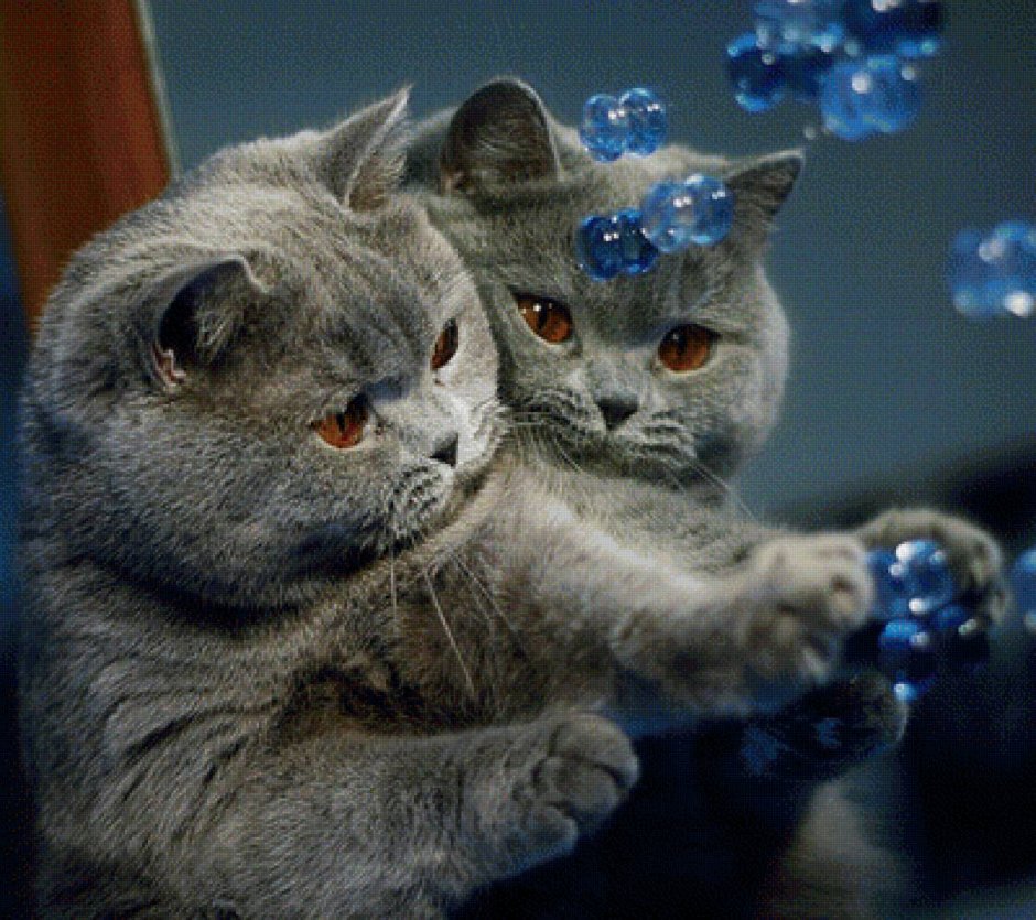Шотландская скоттиш страйт кошка голубая