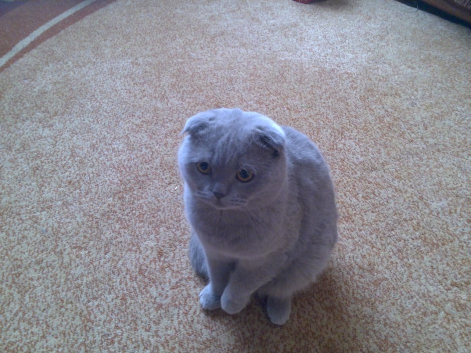 Британский короткошерстный кот
