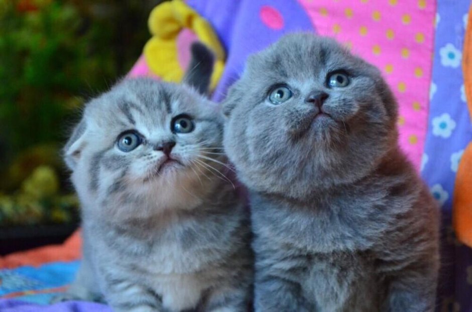 Шотландская вислоухая кошка